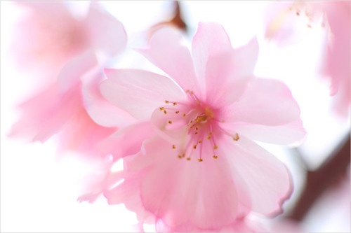 【洛陽天恒】過年沒對象？藍(lán)瘦香菇？五招教你打造桃花運(yùn)風(fēng)水